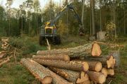 Gallring i Johannisdalsskogen Gallring i Johannisdalsskogen