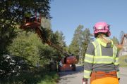 Hösttecken: Trädbeskärning i gång i Köping