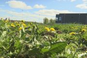 PFAS-fynd försenar byggen i Köping